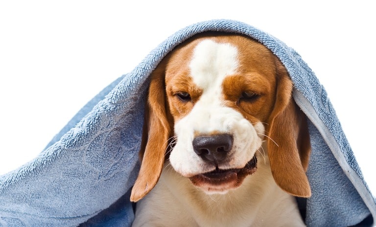 is kennel cough contagious to humans