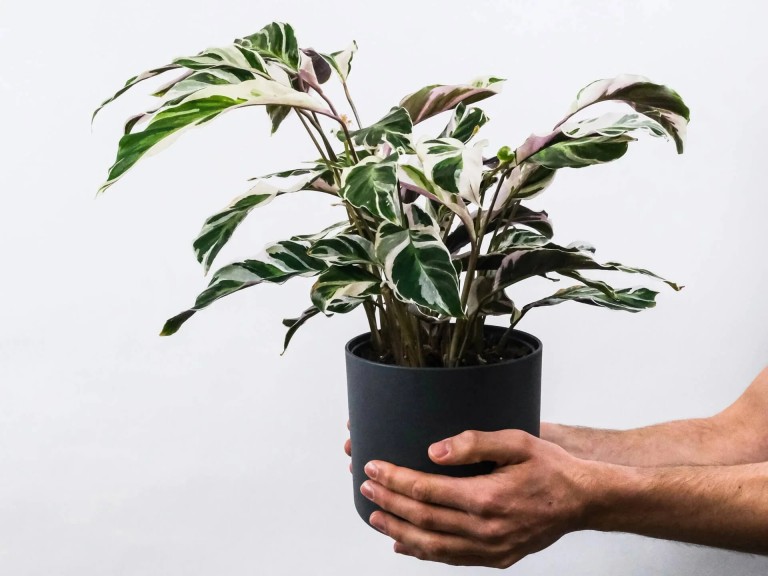 Caring for Calathea White Fusion