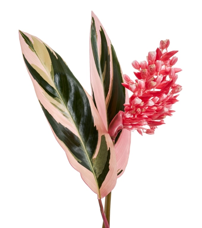 How the Heck Do You Propagate This Thing 
