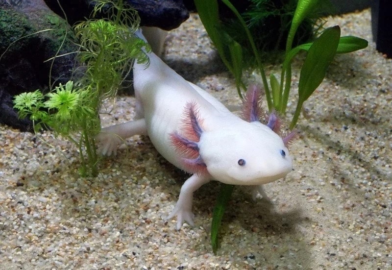 Reasons Causing Axolotls To Face Extinction
