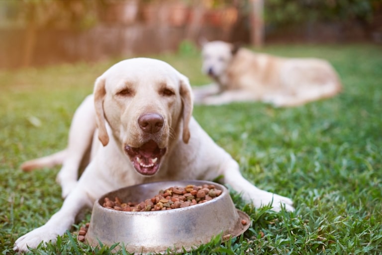 The Benefits of Choosing Natural Dog Treats for Your Furry Friend